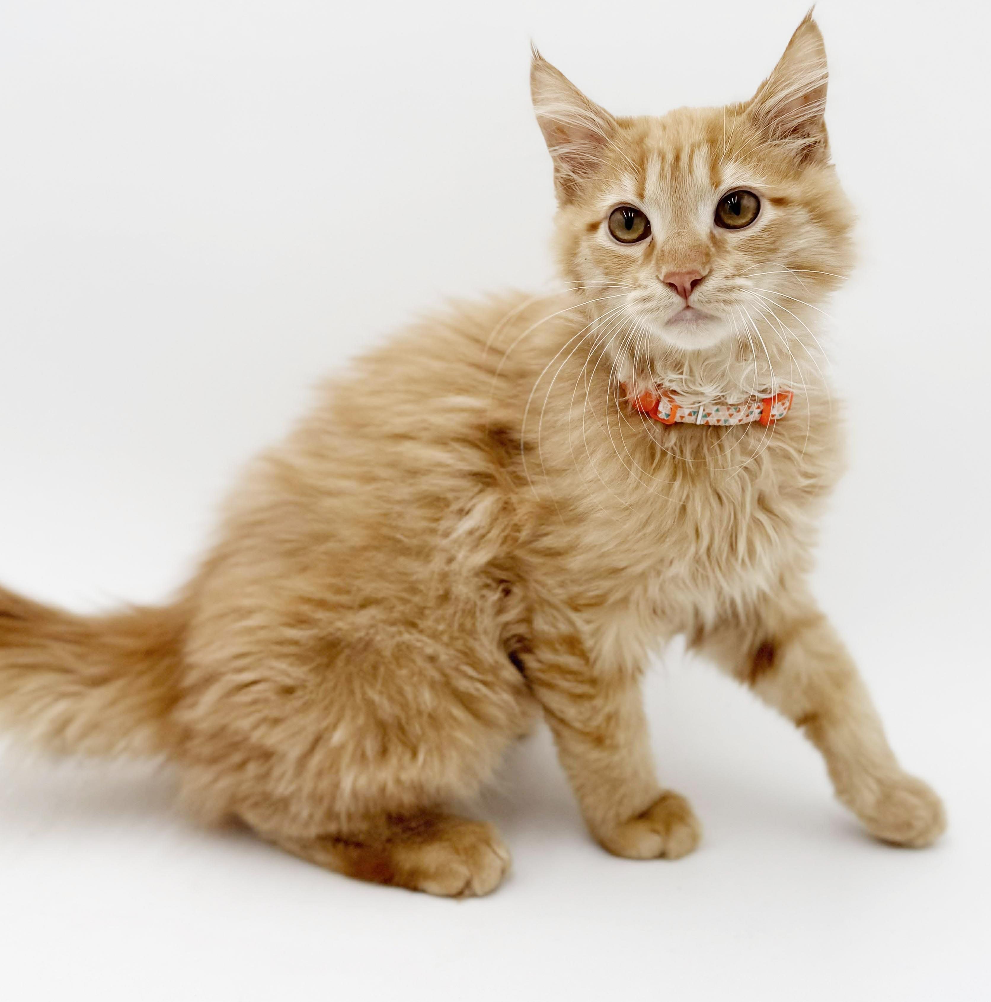 Cheetoh Is Our Delicious