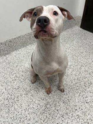 An adult large-sized female Pit Bull Terrier dog named Glitter Gal for adoption in Atlanta, GA