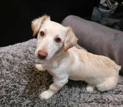 A young small-sized male Apricot / Beige Dachshund dog named Biscuit for adoption in Manvel, TX