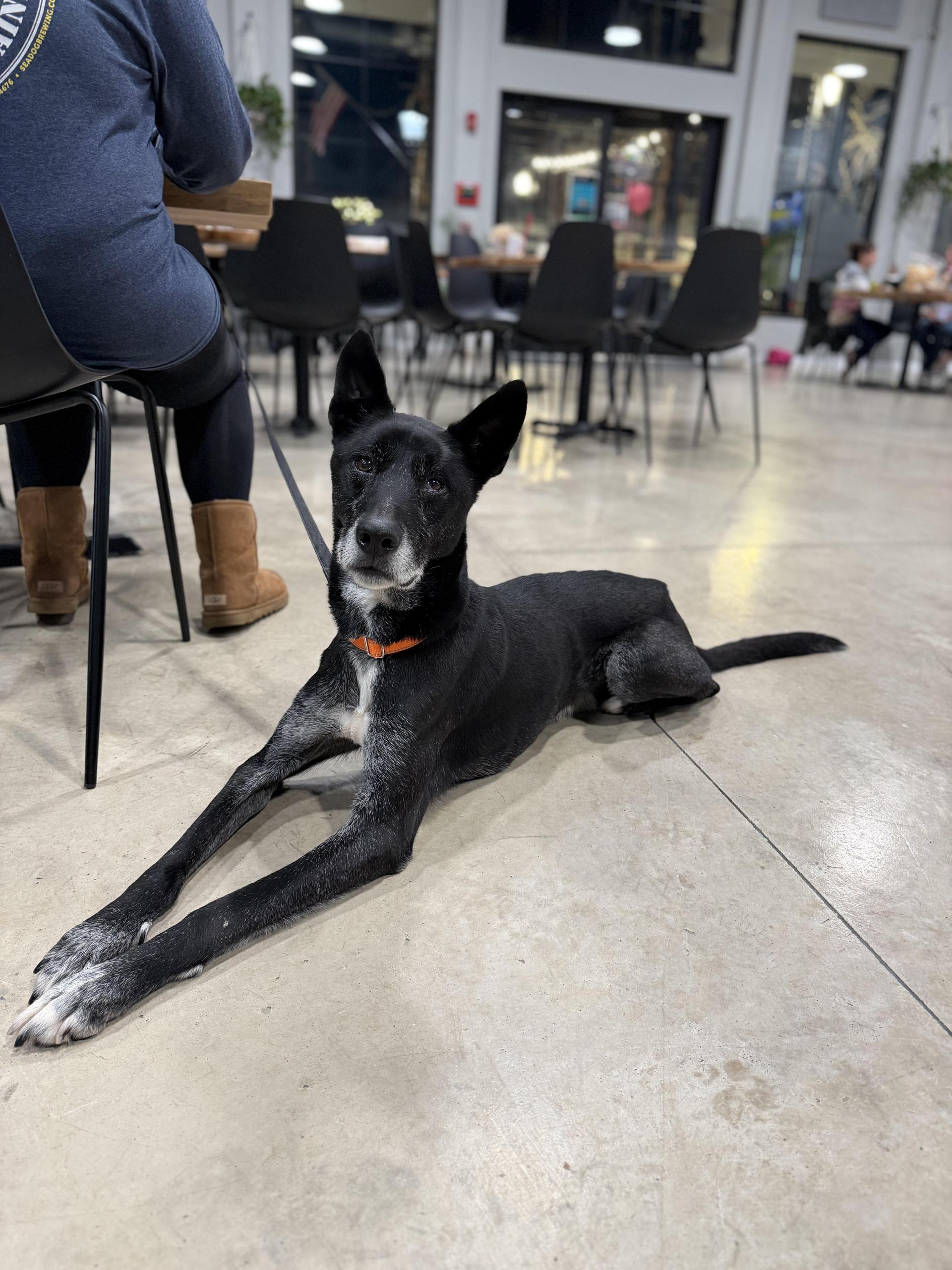 A senior medium-sized male Black Greyhound dog named Chase for adoption in Medford, NJ