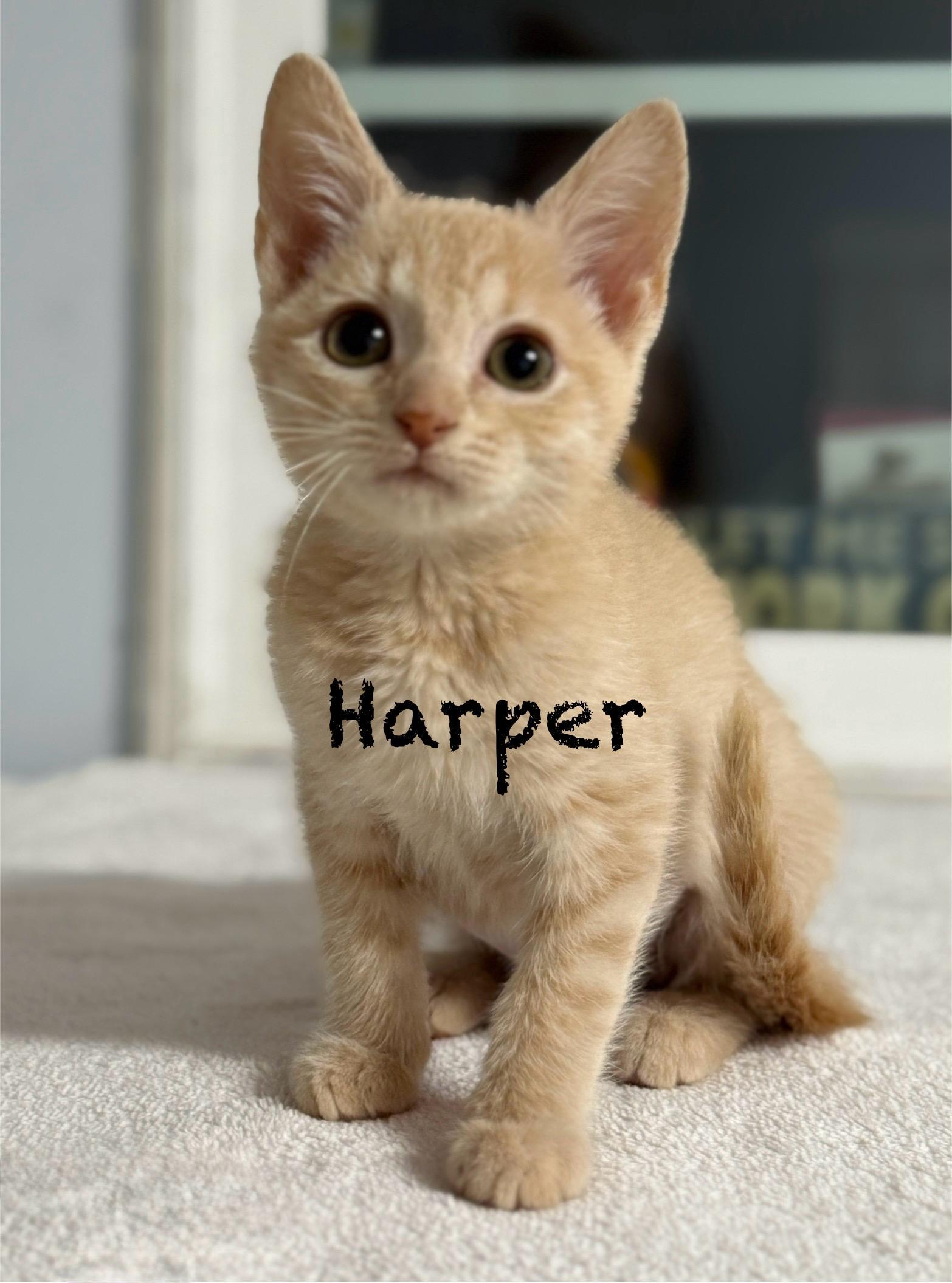 Harper