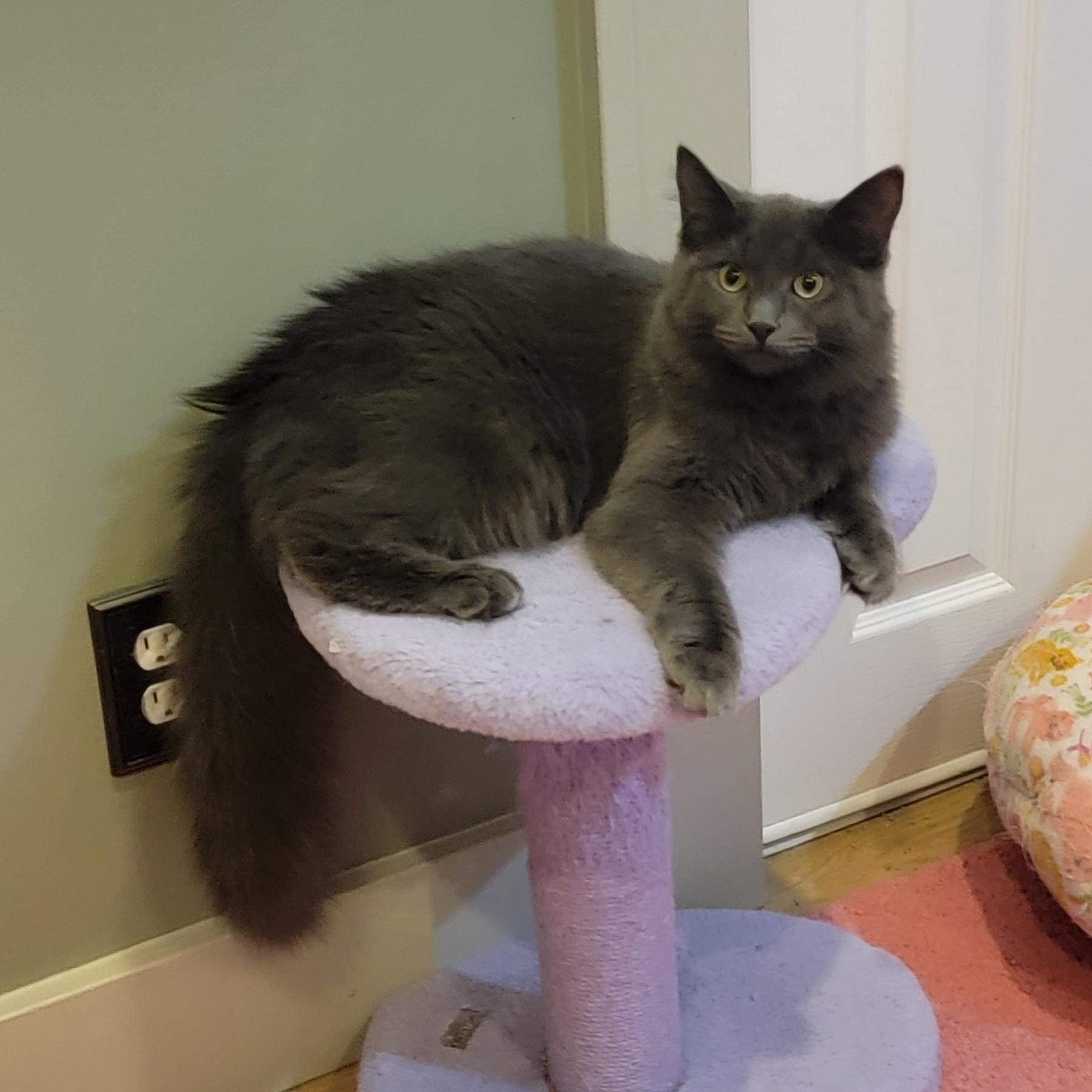 A baby medium-sized female Gray / Blue / Silver Domestic Long Hair cat named Papaya for adoption in Wyandotte, MI