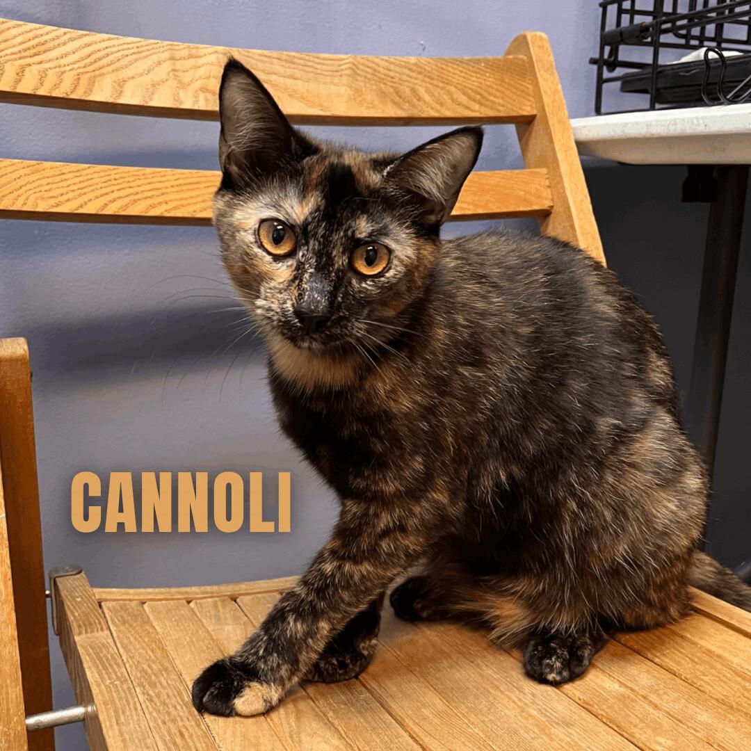 Cannoli
