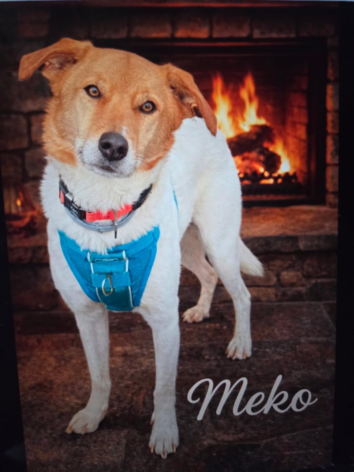 Meko