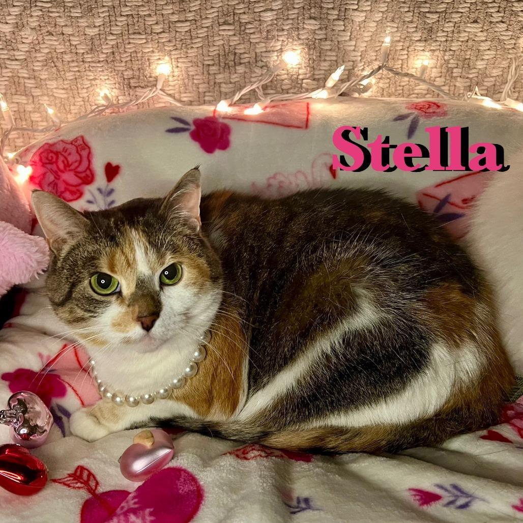 Stella@carmel Petco