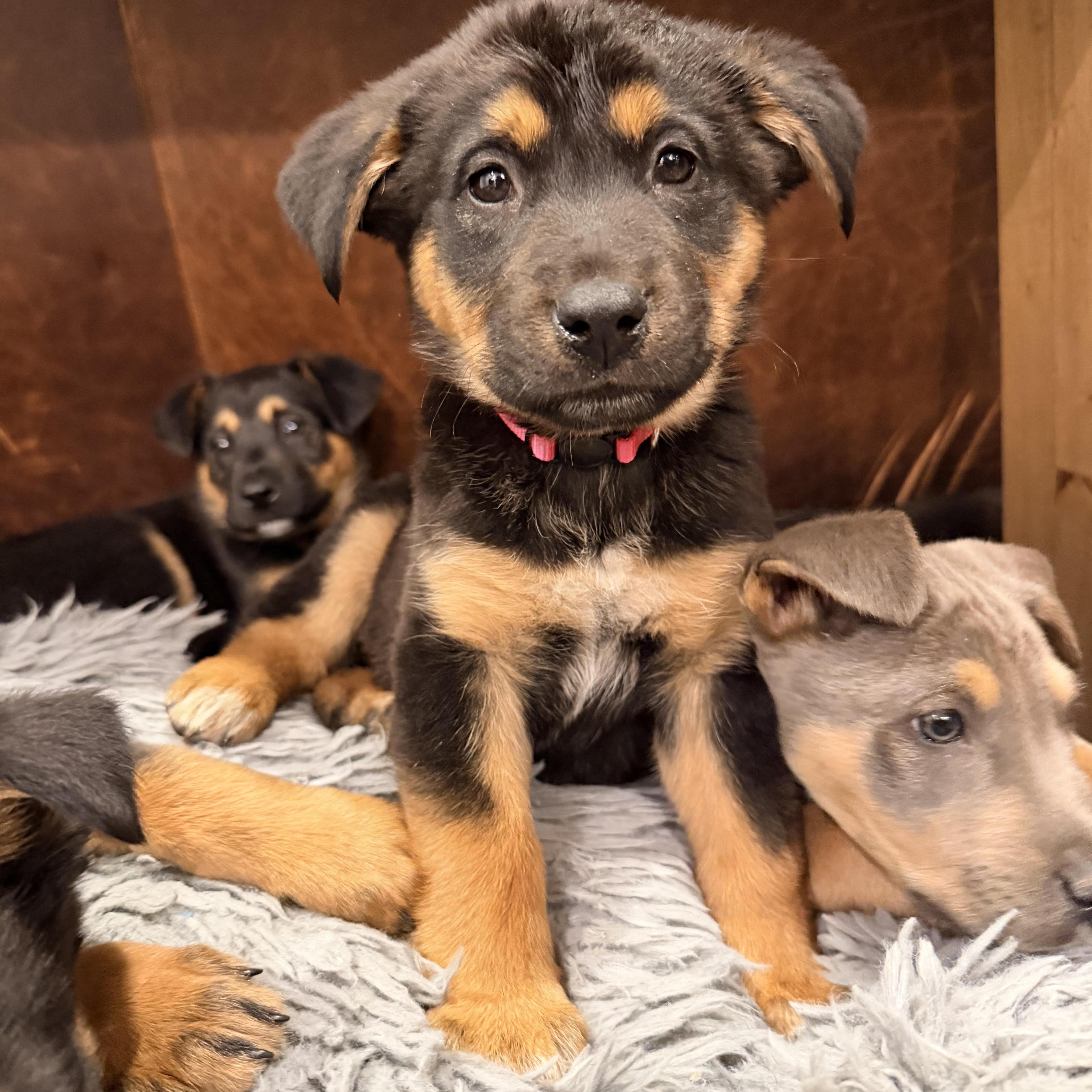 Dakota~ Sweet And Loving