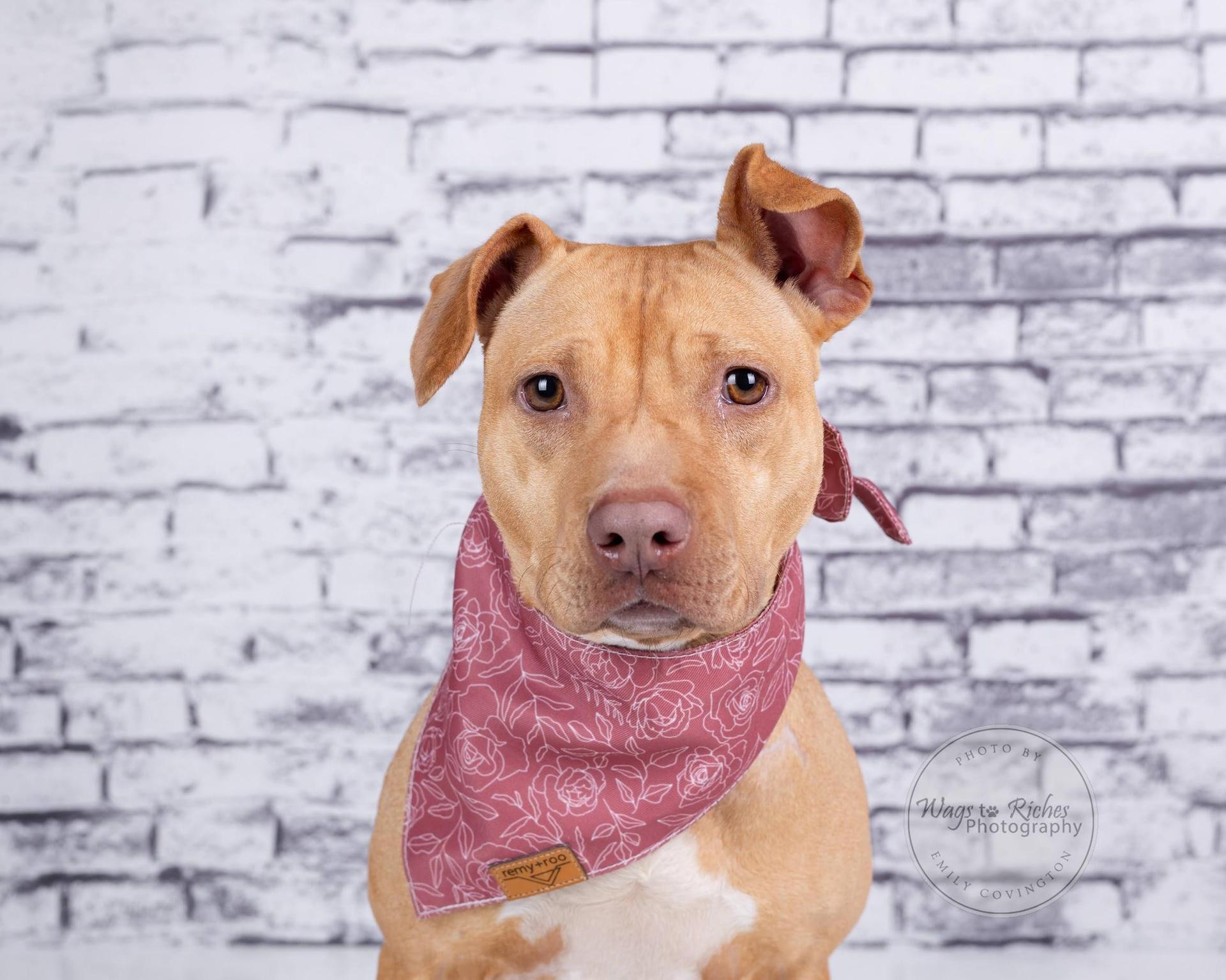 An adult medium-sized female Golden Terrier dog named Boo Pup for adoption in Tuscaloosa, AL