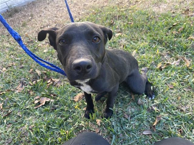 A young small-sized female Labrador Retriever dog named Zena for adoption in Houston, TX