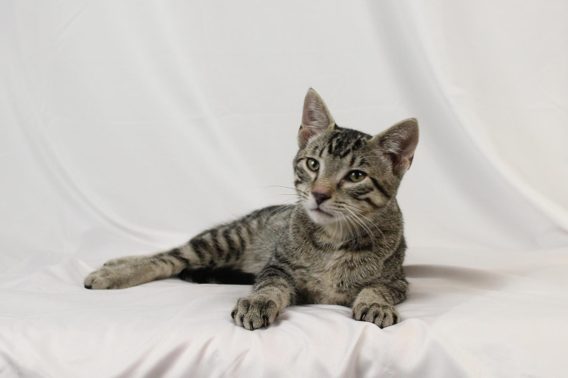 A baby medium-sized male Tabby (Gray / Blue / Silver) Domestic Short Hair cat named Ivy for adoption in Tuscaloosa, AL