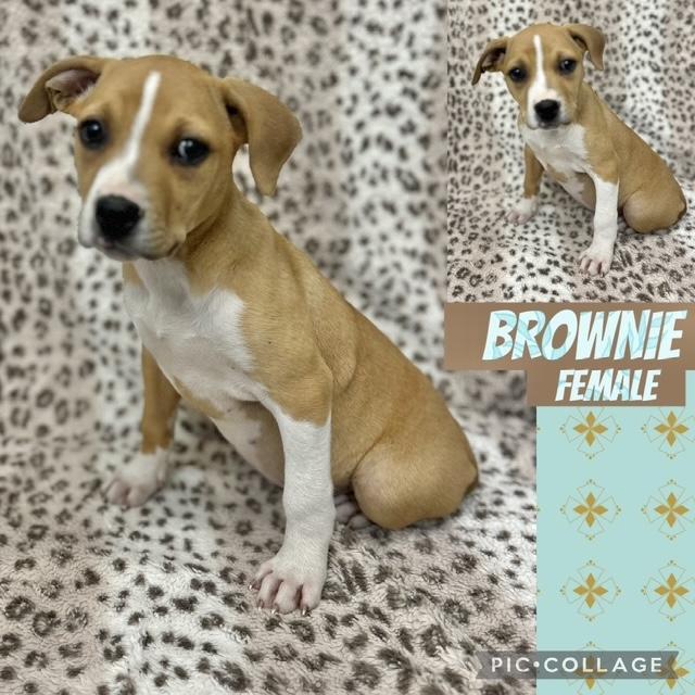 Brownie