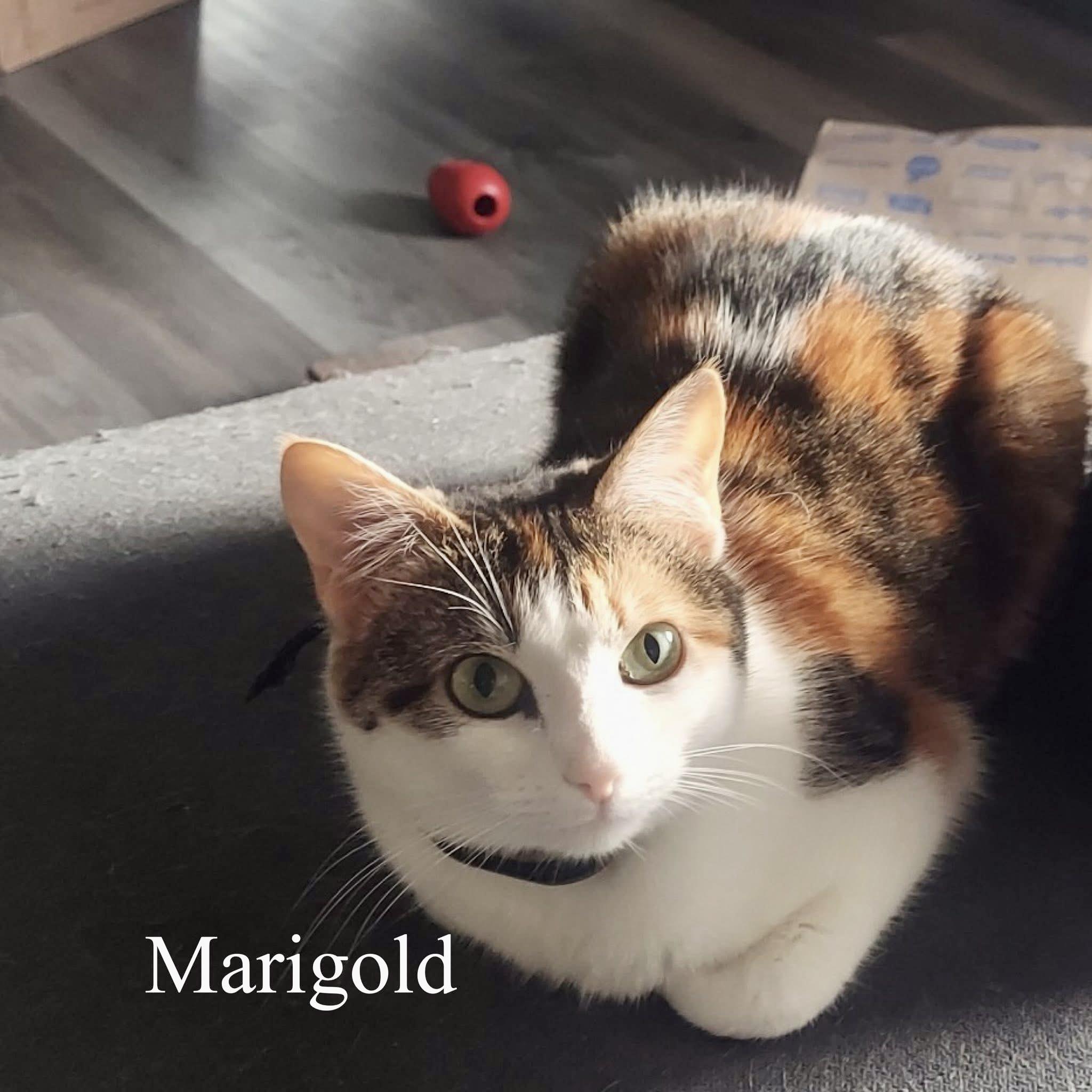 Marigold