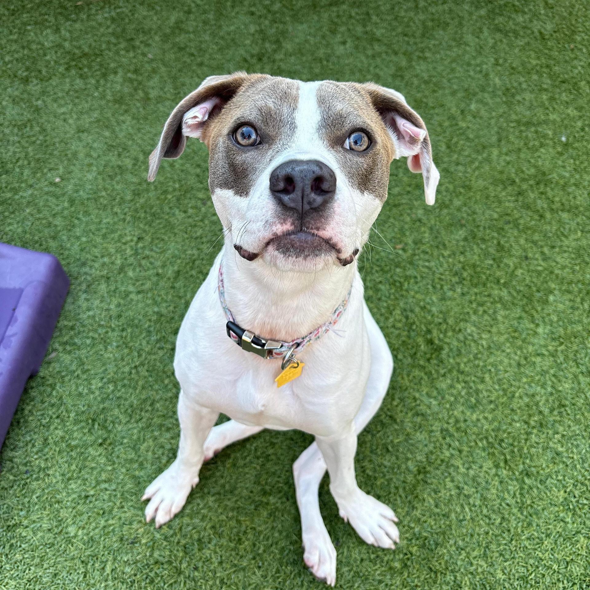 A young medium-sized female White / Cream Mixed Breed dog named Honey for adoption in Columbia, SC