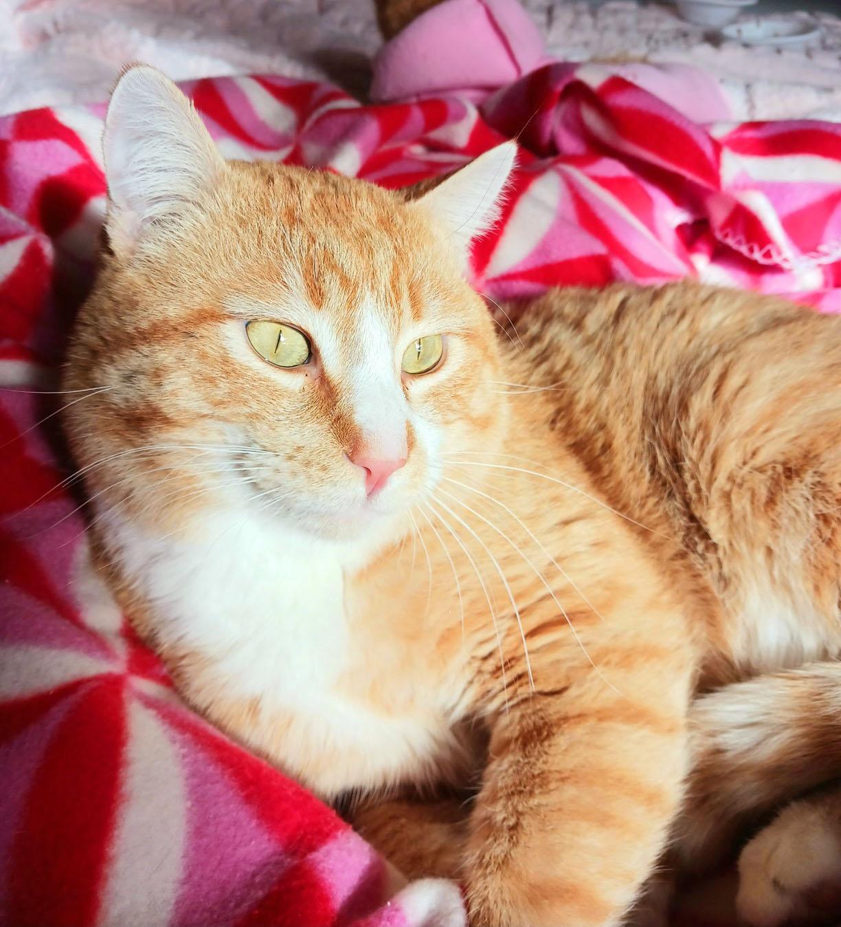 Pervical Augustus Flamehart