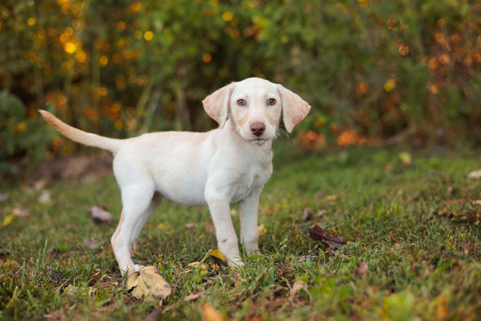 A young medium-sized female Apricot / Beige Yellow Labrador Retriever dog named Lizzy Transport for adoption in Gradyville, KY