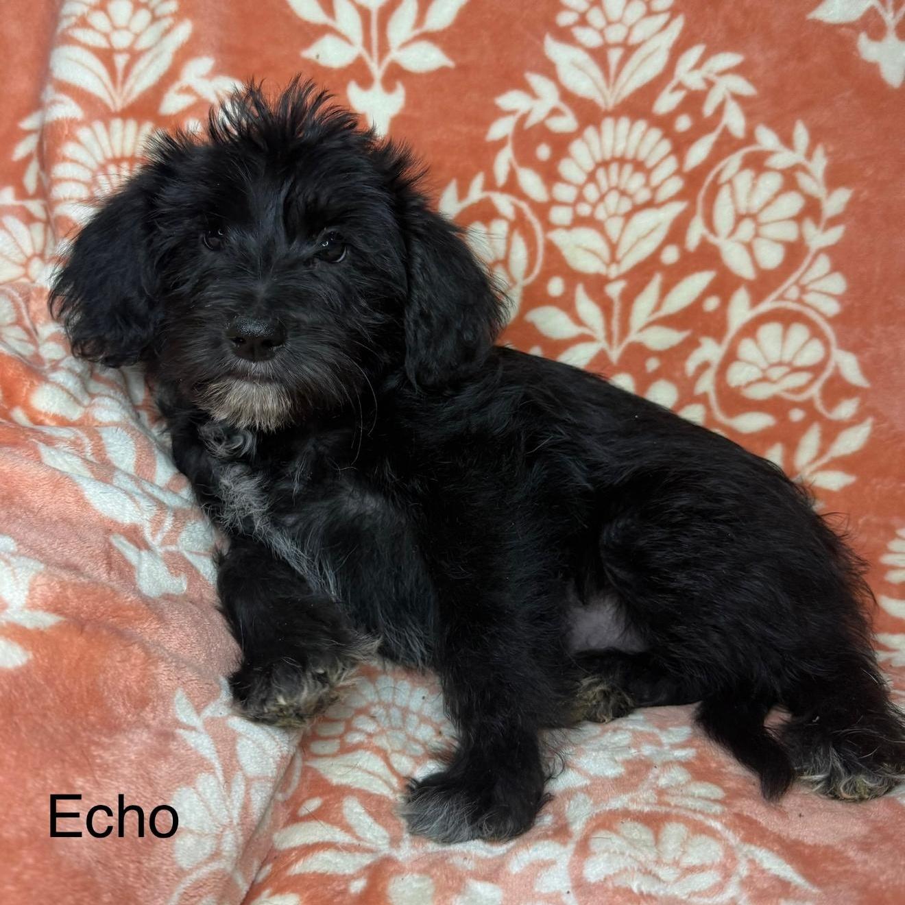 Echo