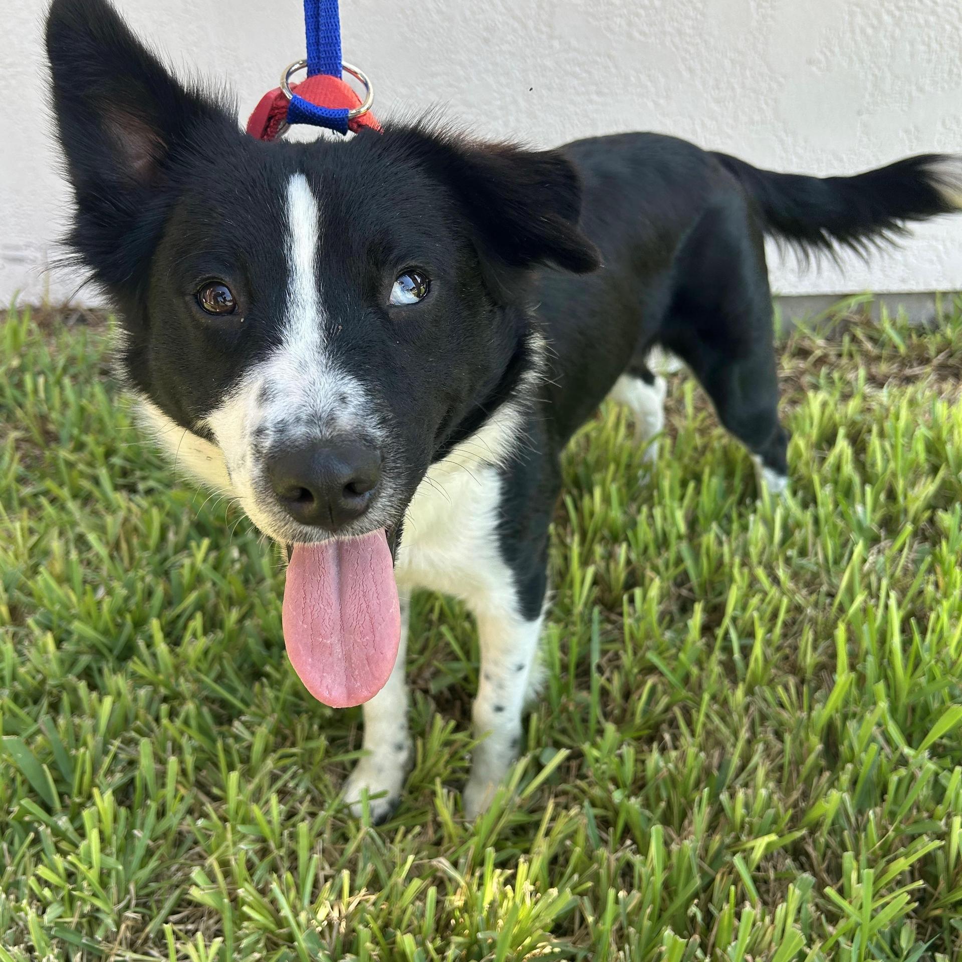 A young medium-sized female Border Collie dog named Zipper for adoption in Harlingen, TX