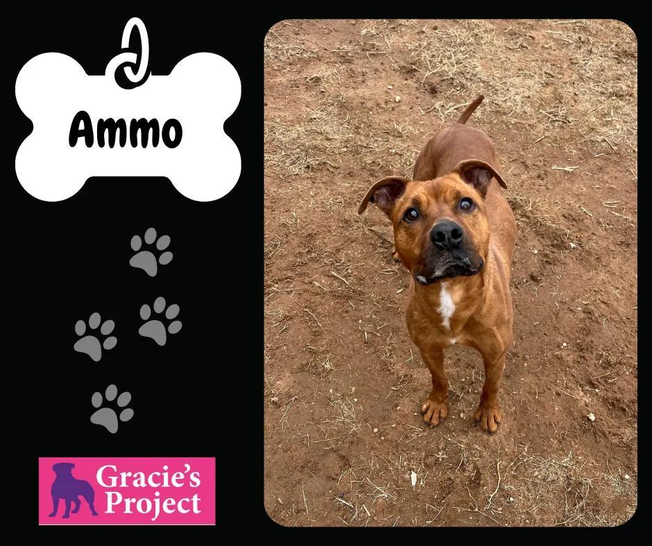 Ammo