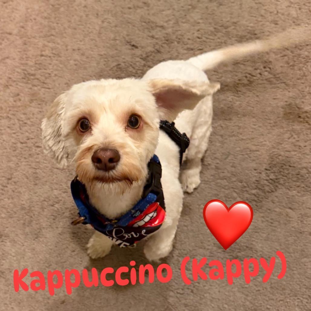 Kappuccino