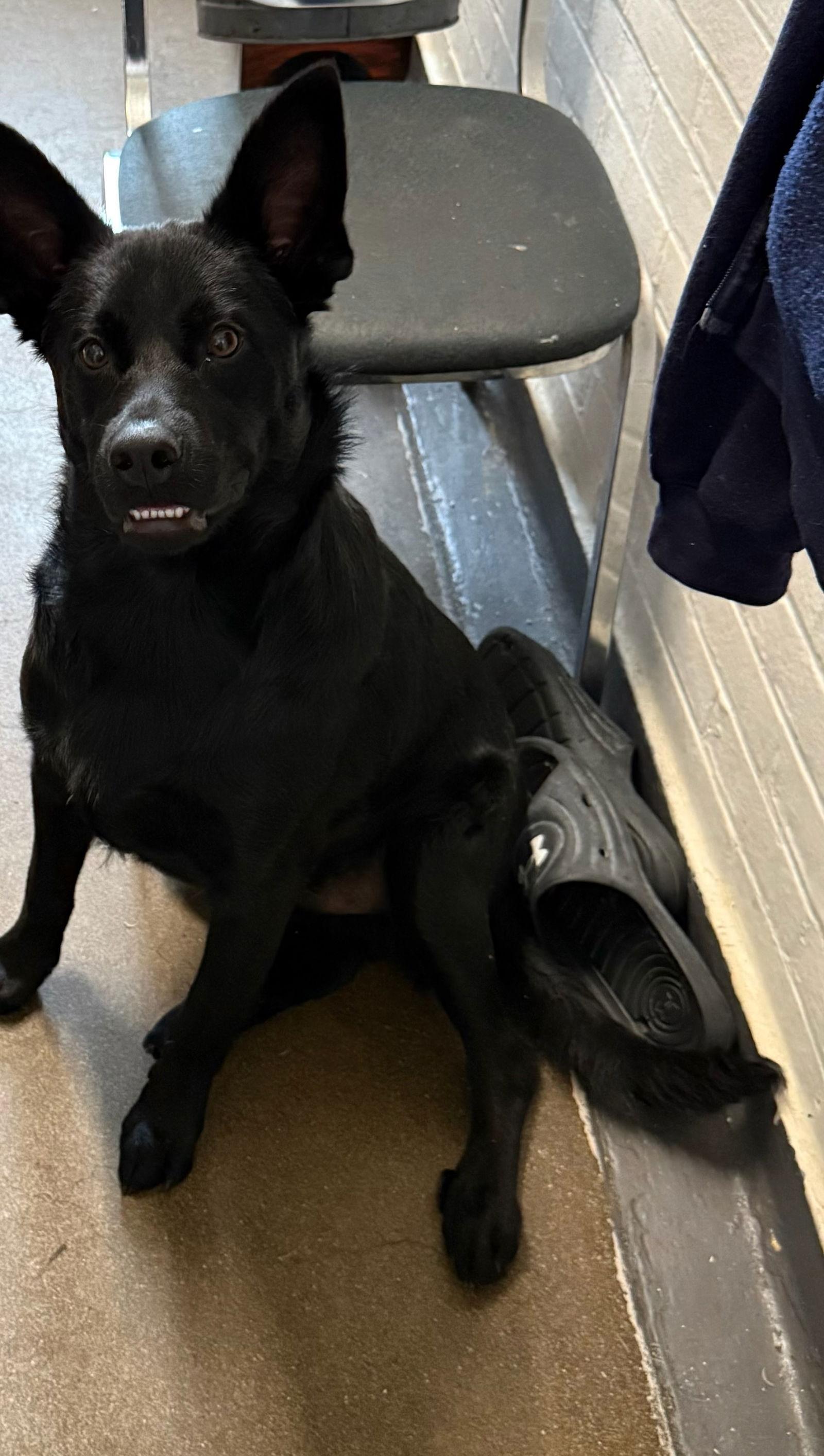 Bagel Babies Chocolate