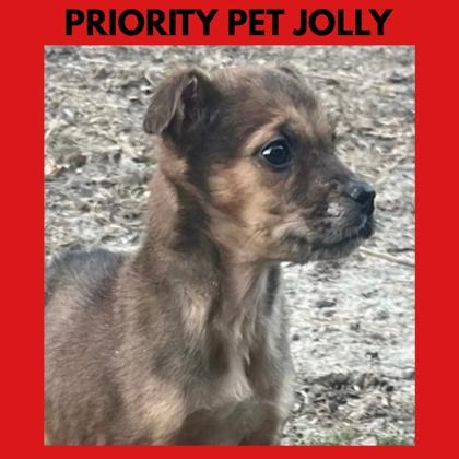 Jolly `a Priority Pet`