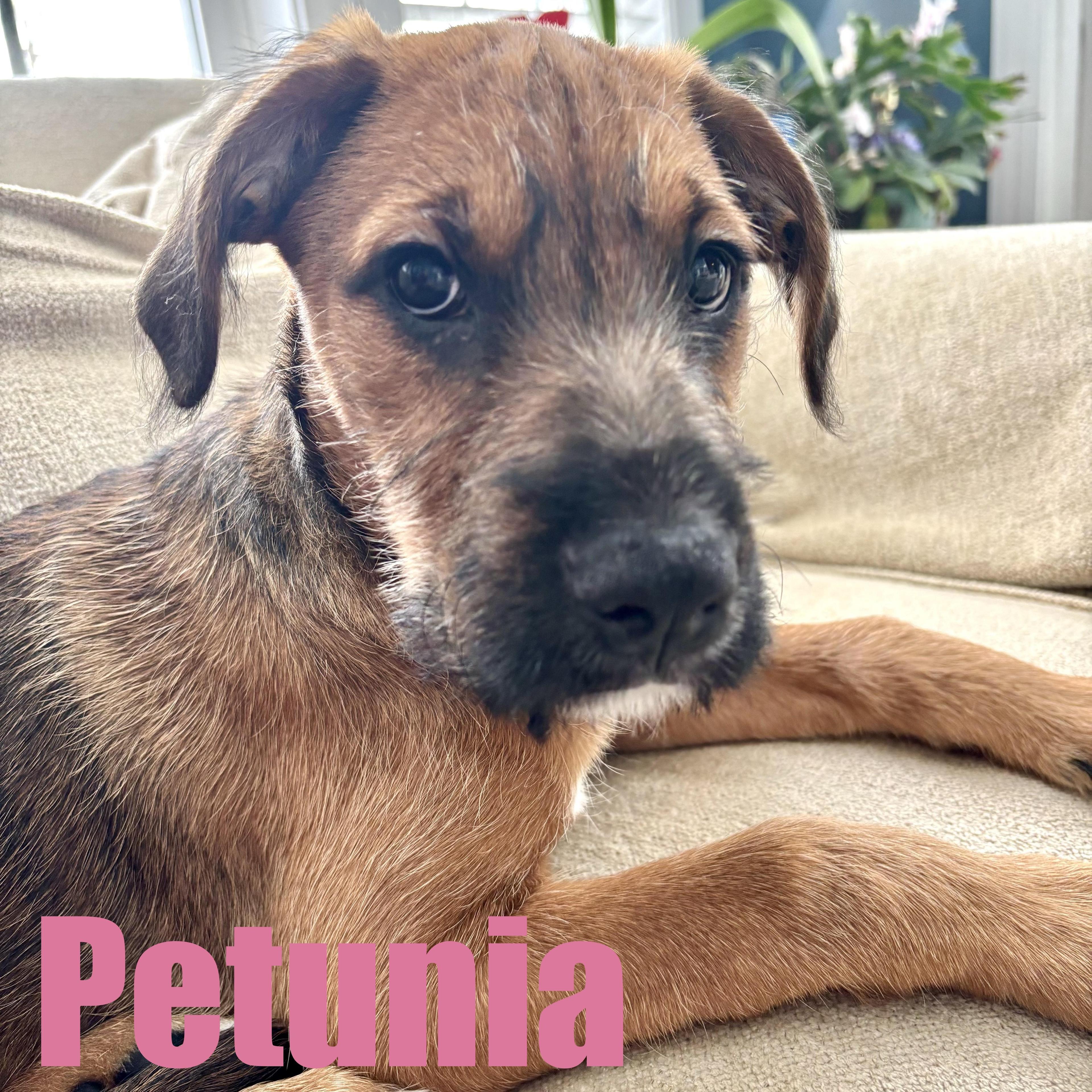 Petunia