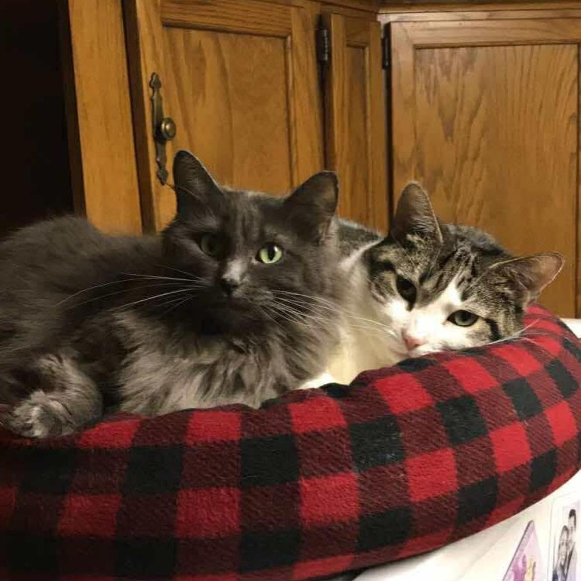 An adult large-sized female Gray / Blue / Silver Domestic Long Hair cat named Elsa & Kora for adoption in Mineral Point, WI