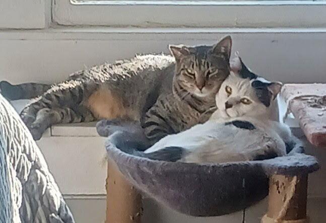 Panda And Louie photo 1