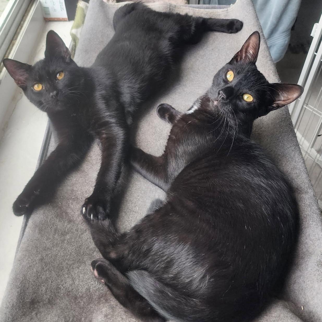 A baby small-sized male Black American Shorthair cat named Spirit And Salem for adoption in Coconut Creek, FL