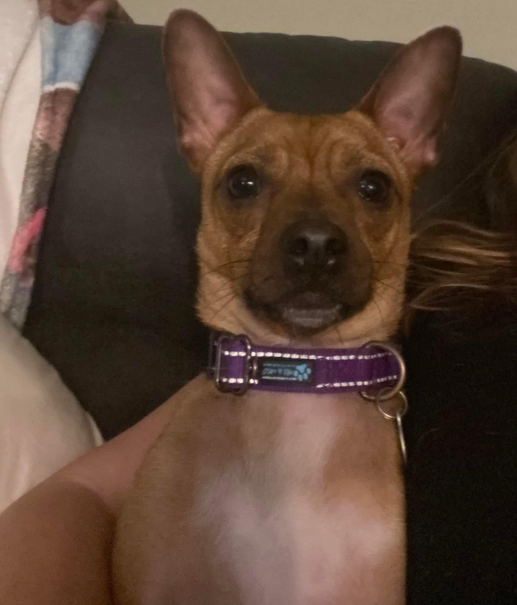 An adult small-sized male Brown / Chocolate Chihuahua dog named Mystic for adoption in Louisville, KY