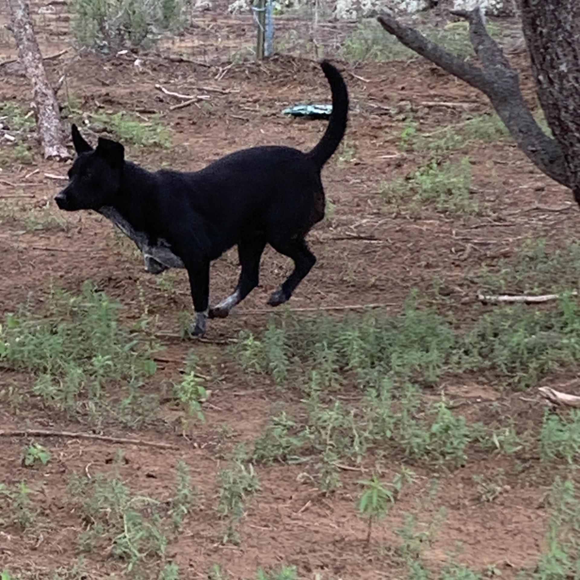 A young medium-sized female Black Australian Shepherd dog named Zelda for adoption in Chinle, AZ