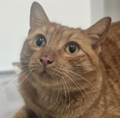 An adult large-sized male Domestic Short Hair cat named Butter for adoption in Atlanta, GA
