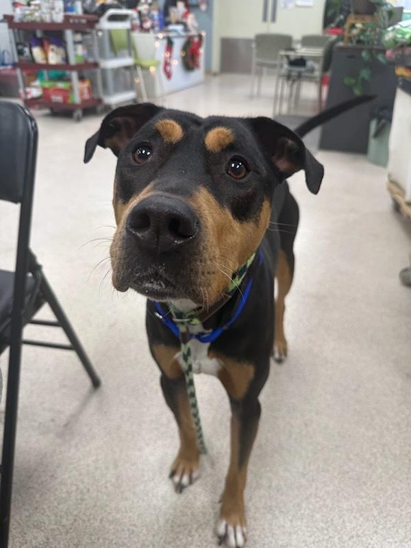 An adult large-sized male Doberman Pinscher dog named Joker for adoption in Teterboro, NJ