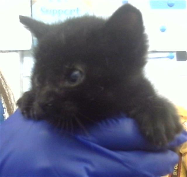 A baby medium-sized male Domestic Short Hair cat named Boots for adoption in Dallas, TX