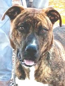 Kris Handsome Brindle