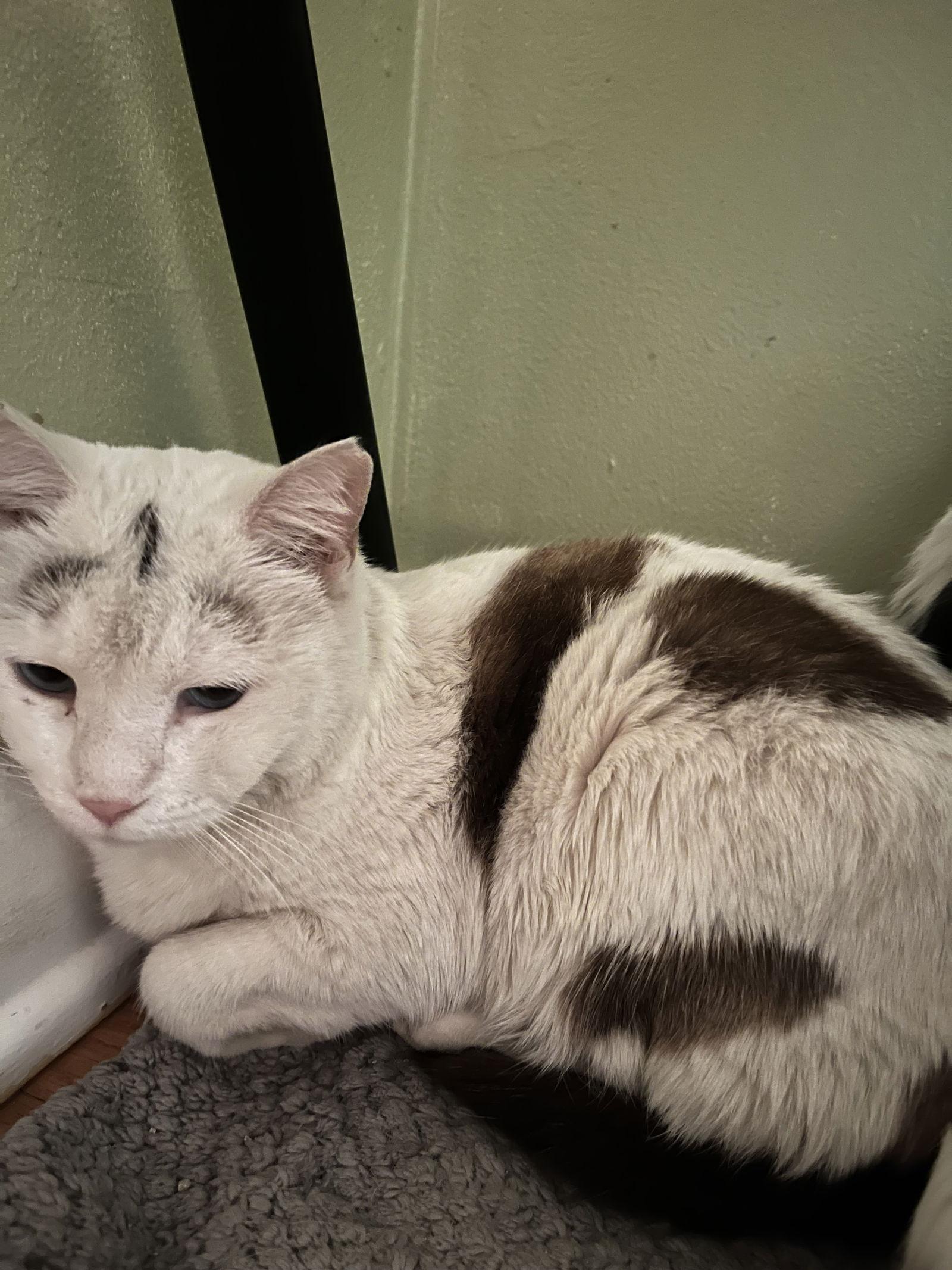 An adult medium-sized female Siamese cat named Sweet Alyssum for adoption in Aurora, CO