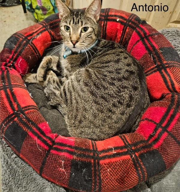 Antonio