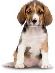 Renelle Duplicate Myk