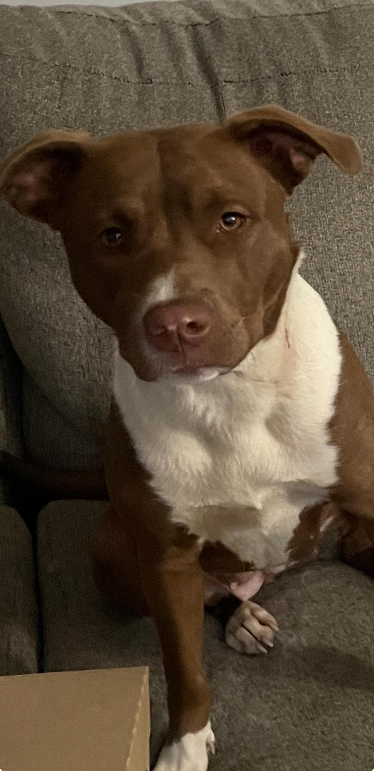 Lady