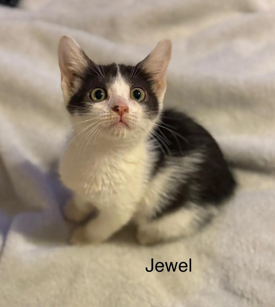 Jewel