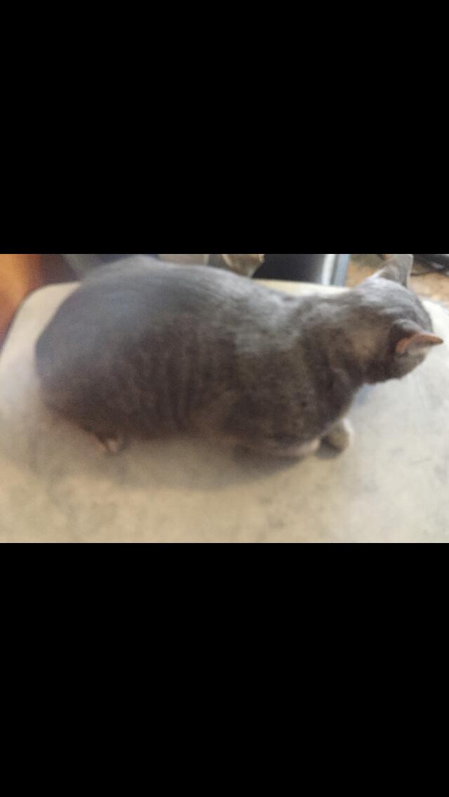 An adult extra large-sized male Tabby (Gray / Blue / Silver) Domestic Short Hair cat named Grey Guy for adoption in Castile, NY