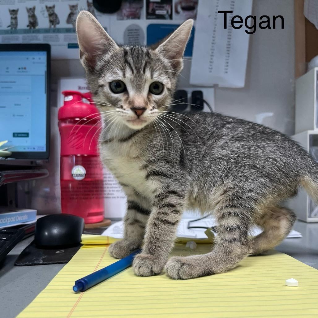 Tegan