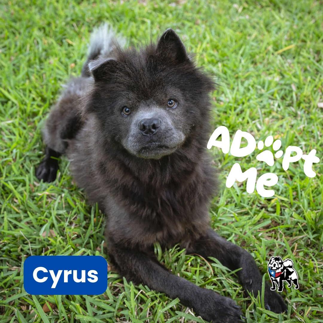 A young medium-sized male Gray / Blue / Silver Chow Chow dog named Cyrus for adoption in Houston, TX