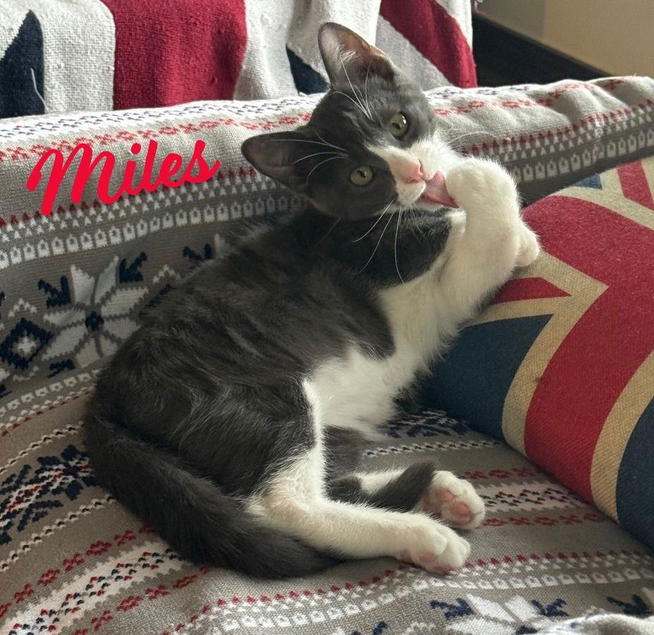 Miles Mrcongeniality