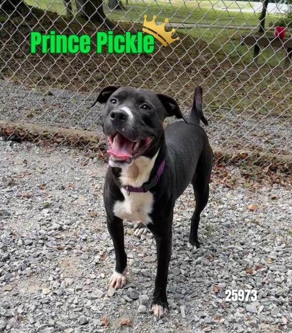 Prince Pickle