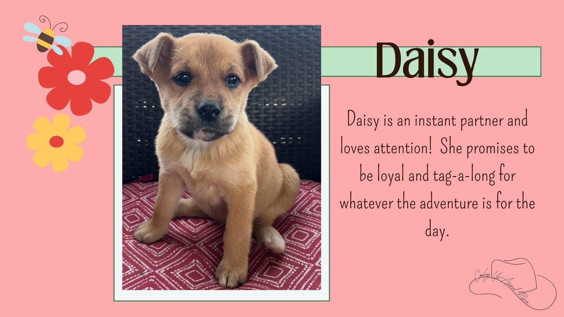 Daisey