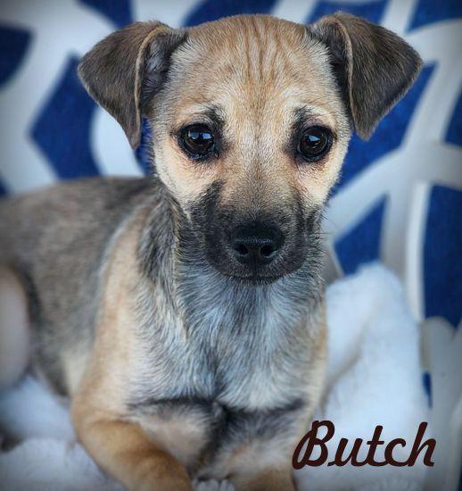 Butch