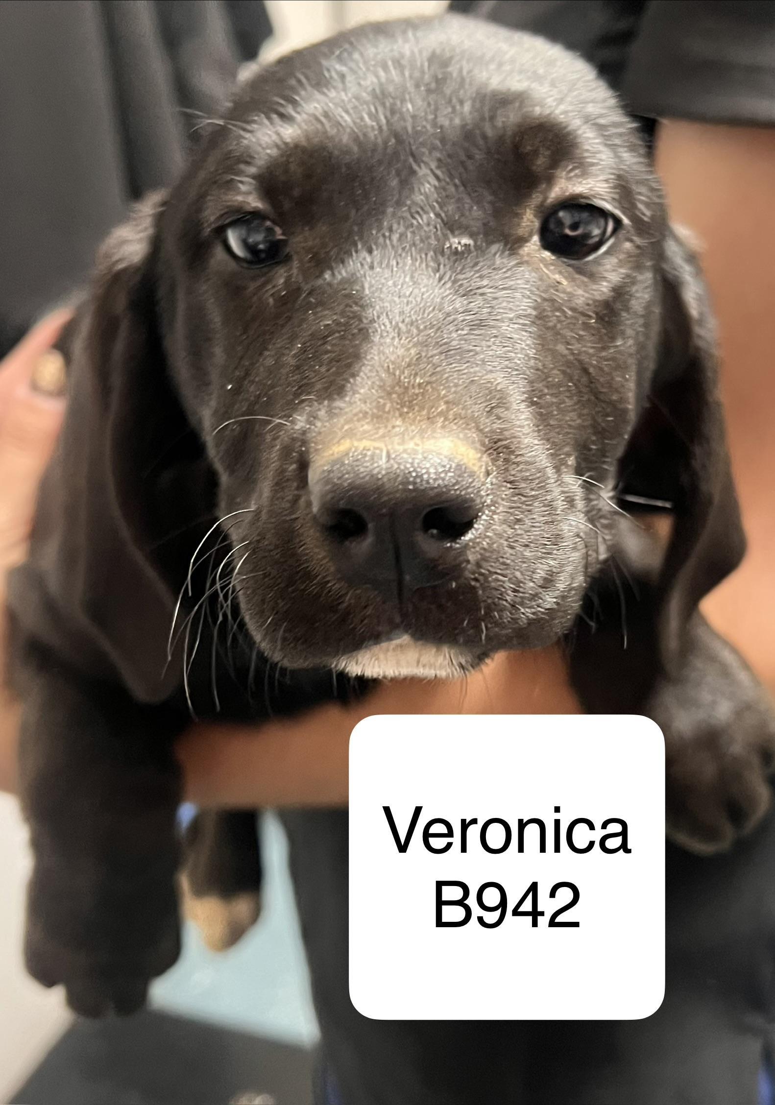 Veronica