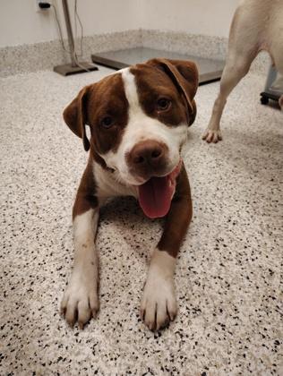 An adult large-sized male Pit Bull Terrier dog named Nathan for adoption in Atlanta, GA
