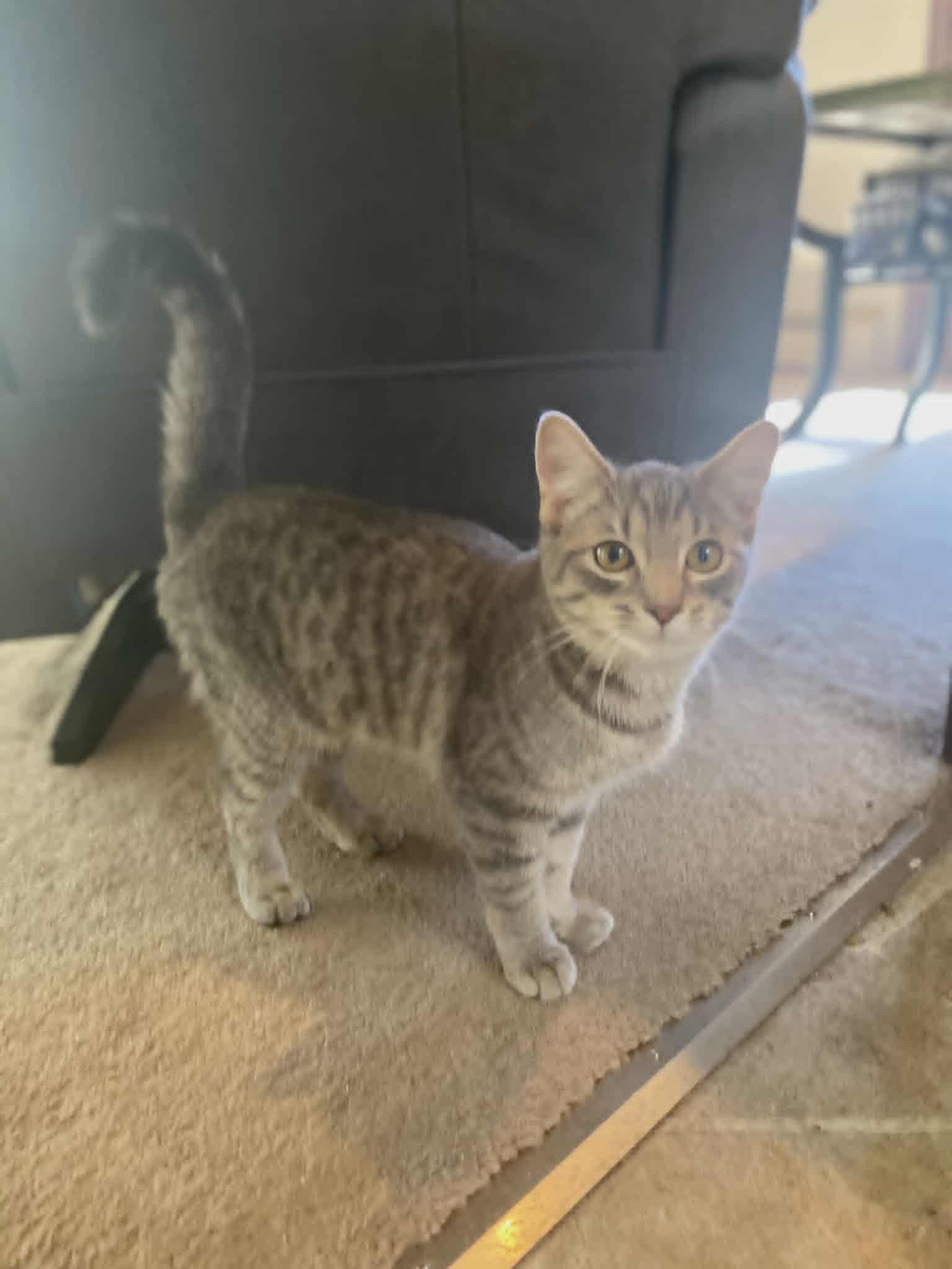 A young small-sized female Domestic Short Hair cat named C Litter Stella for adoption in Livonia, MI