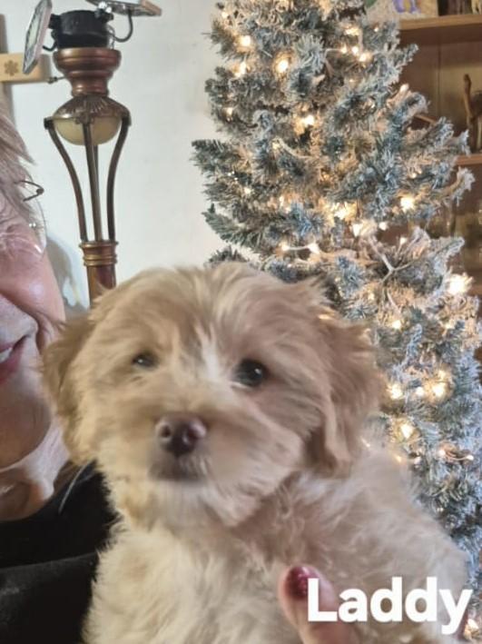 Little Bit And Laddy!! photo 1